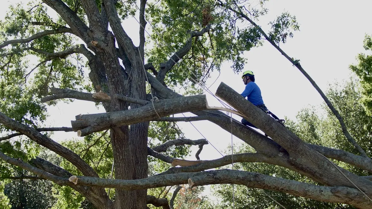Professional Hazardous Tree Removal performed by certified arborists in Garrett