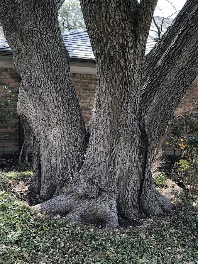 Mature heritage tree close to a Garrett property cared for by certified arborists